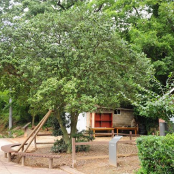 전남 남해안과 제주 서해안에 주로 자생하고 있는 상록활엽소교목 양림동호랑가시나무 이미지