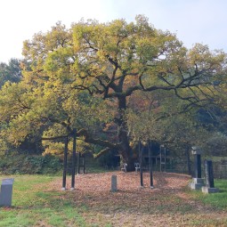 선조의 전설이 깃들어 있는 괘고정수 이미지